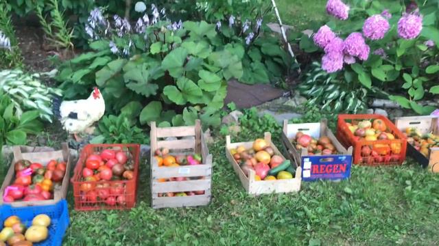Томаты в холодное лето / выращивать томаты моё хобби /American tomatoes