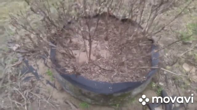 Гроубэг конец сезона GrowNic что с ним происходит!??
