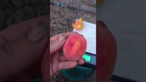 сорт персика Адагумский