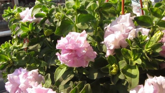 Petunia Double смотреть онлайн