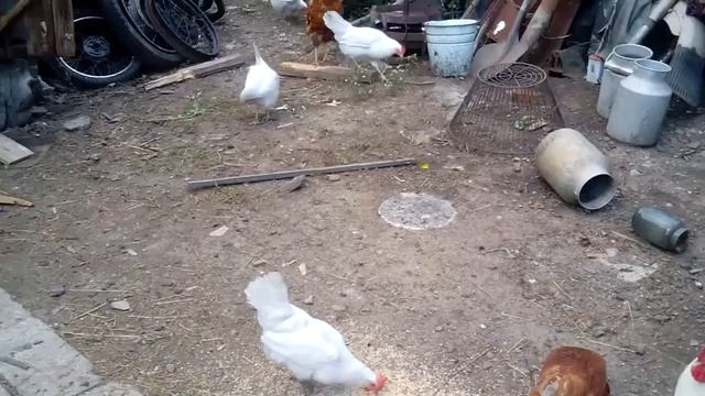 Откорм свиней на мясо смотреть онлайн