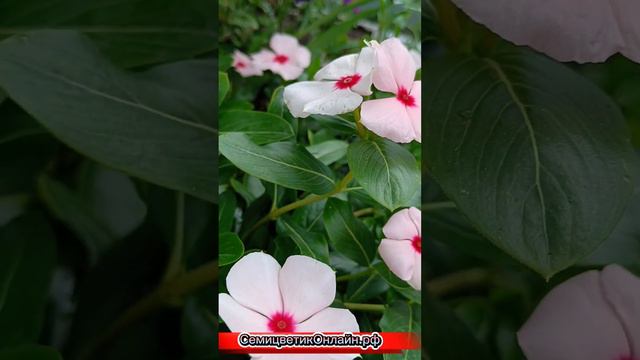 Красавчик любящий жаркое, знойное солнце! Какой цветок посадить на самое солнечное место?#катаранту