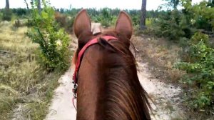 Подготовка лошадей к дистанционным конным пробегам, 2019г., Бобрица, Украина