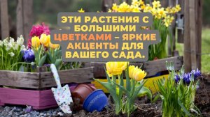 Эти растения с большими цветками – яркие акценты для вашего сада.?