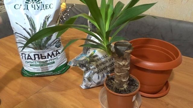 Как пересадить Юкку смотреть онлайн