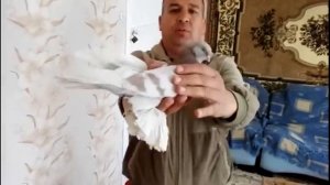 Бойные голуби Казахстана / Pigeons of Kazakhstan (Хасан касымов , Алматы, Казахстан )