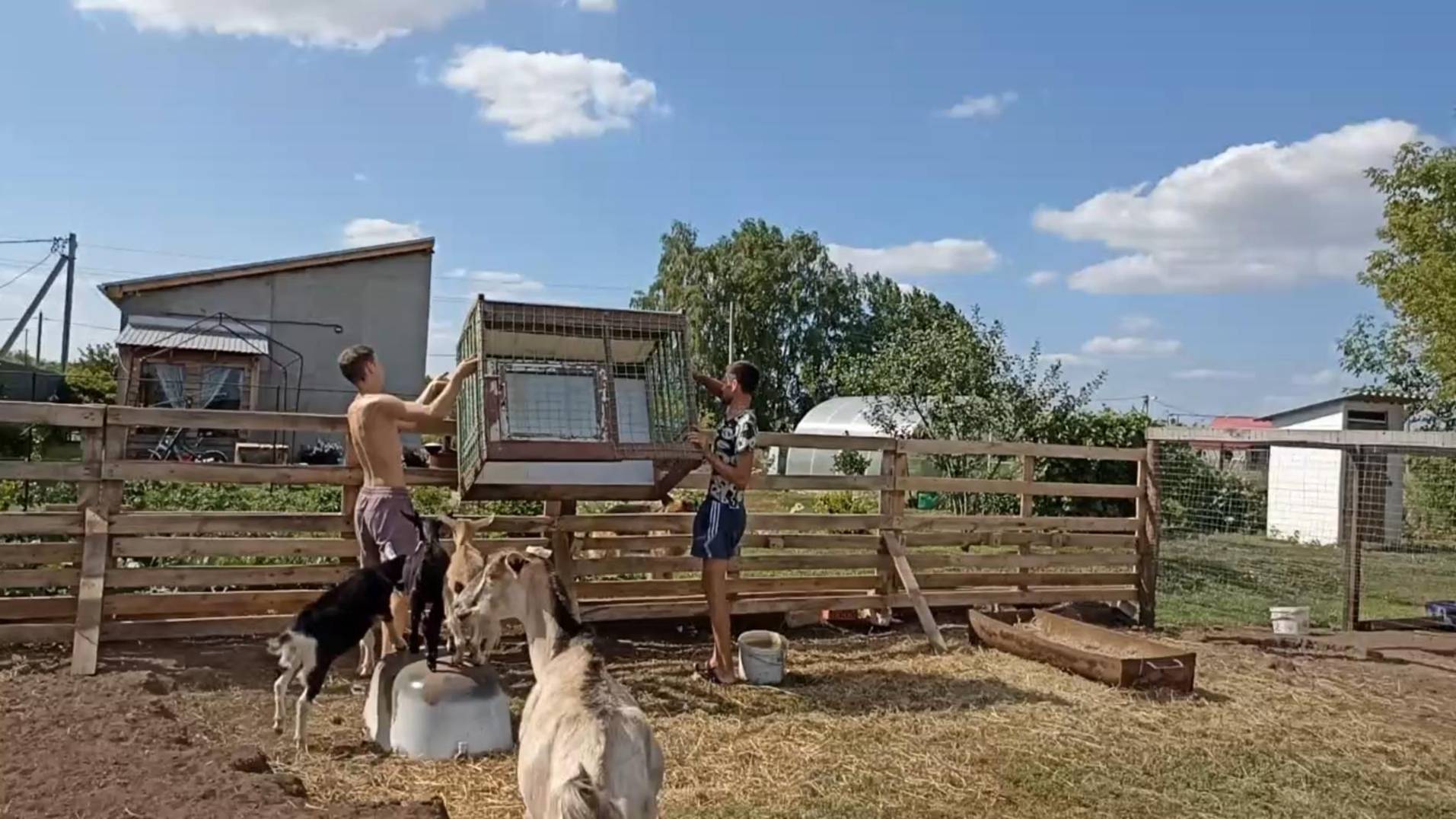 К нам пришла цивилизация//у животных перестановка//прибавление в хозяйстве//