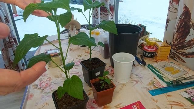 Начинаю формирование острого перца Колокольчик! смотреть онлайн