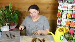 Как сохранить саженцы земляники фриго до посадки на грядки