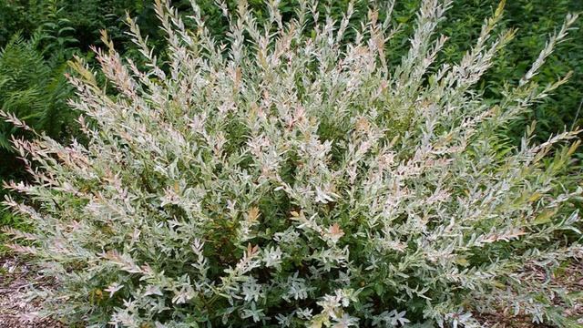 Долголетний кустарник Ива Хакуро Нишики  особенности сорта и правила ухода