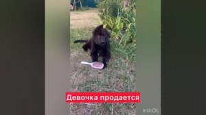 щенок чёрной немецкой овчарки.mp4