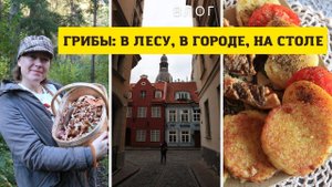 Влог / Грибы в лесу, в городе и на столе