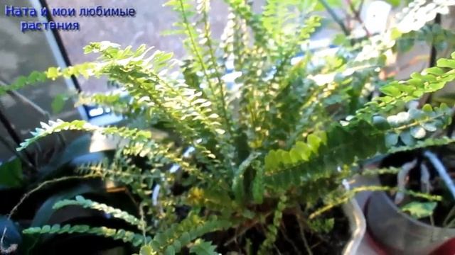 Минимализм : дань моде или потребность души// Минимализм и наши коллекции растений смотреть онлайн