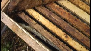 БОЛЬШОЙ РОЙ из ЛЕСА на ПАСЕКУ ! Как поймать рой пчёл в лесу ? | НАЕДИНЕ С ПРИРОДОЙ