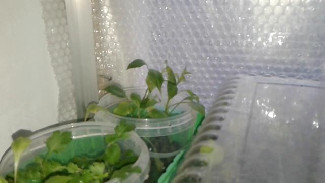 ХРИЗАНТЕМА МУЛЬТИФЛОРА . РЕЗУЛЬТАТ НА ВОДЕ. смотреть онлайн