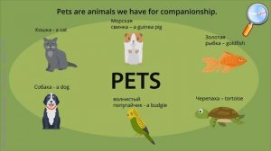 Английский язык 5 класс (Урок№30 - My pet.)