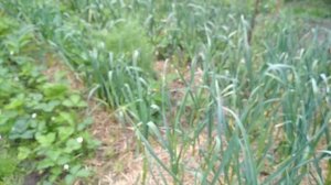 Грядки на початок літа  Метод О  Савіна