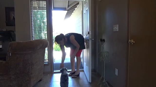 7 Wait: Basic Puppy Training Series смотреть онлайн