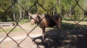 Костромская лосеферма