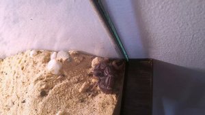 ОДИН ИЗ САМЫХ ЯДОВИТЫХ СКОРПИОНОВ В МИРЕ. Толстохвостый скорпион.  Androctonus crassicauda