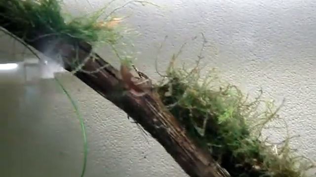 Афиосемион южный (Aphyosemion australe) смотреть онлайн