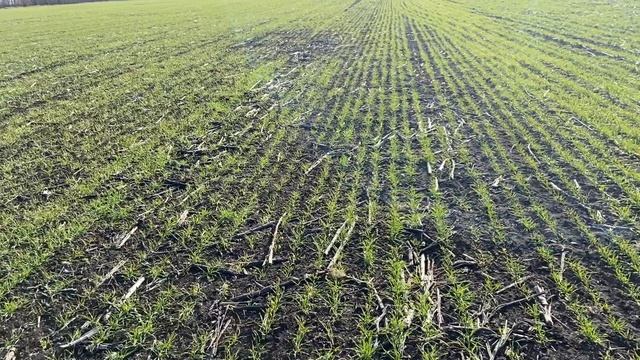 Результаты сева пшеницы посевным комплексом FeatAgro AP 12500. Краснодарский край