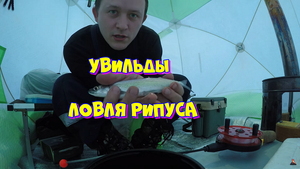 Рипус озера Увильды. Ловля рипуса с 35 метров глубины.