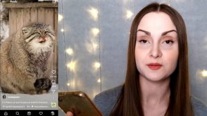 Манул Очаровал ВЕСЬ Интернет и Собрал 13 миллионов просмотров за 4 дня  ? Манул греет лапки