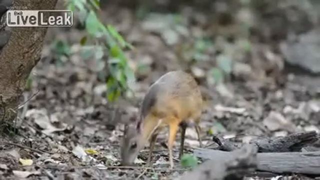 Самый маленький в мире олень смотреть онлайн