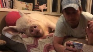 Свинью кормят мороженым в кровати =)