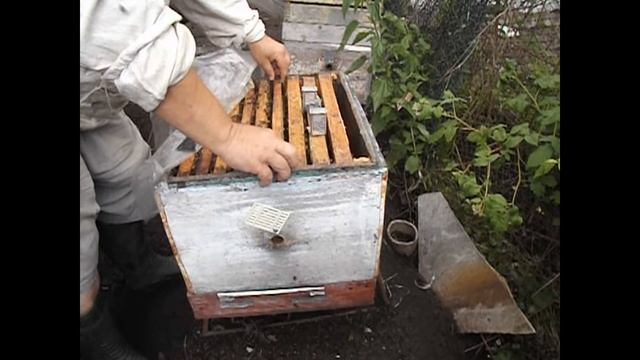 работа на пасеке в июне - смена матки в семье пчел, перед главным медосбором смотреть онлайн