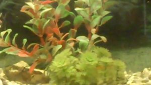 рыба, рыба - труженица, аквариум, живой мир, аквамир