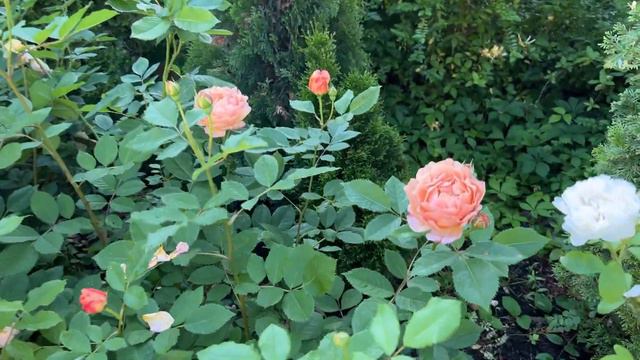 🌹 Sonnenwelt Rose / Kordes Roses / KORmelaus / Saint Adrien смотреть онлайн