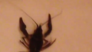 Раки. История про раков!