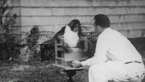 Учёный растил своего сына с детёнышем шимпанзе... Вот, что из этого получилось!