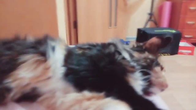 Кошка отдыхает после тяжелого дня