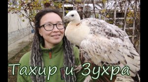 Тахир и Зухра.