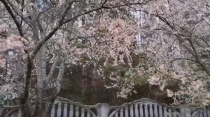 КАК ЖЕ КРАСИВО ПОЮТ СОЛОВЬИ НА ДАЧЕ! Пение птиц, трель соловья