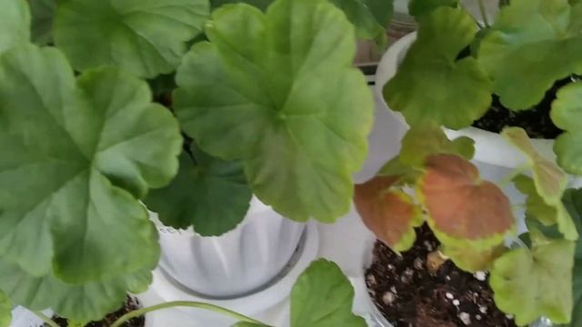 Дела цветочные// Пересадка черенков. смотреть онлайн