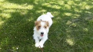 Джек Рассел терьер какой должен быть хвост.