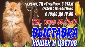 Выставка Кошек 31 марта-1 апреля 2018, Ижевск