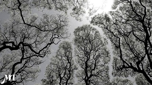 Aleksej Rybnikov | Vam i ne Snilos | You Never Dreamed смотреть онлайн