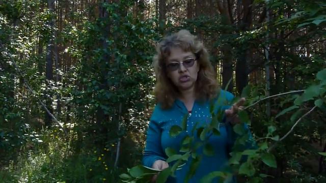 В лес с травницей. Лечебные свойства черёмухи смотреть онлайн
