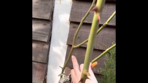 Формируем дерево из плетистой королевы роз Пьер де Ронсар (Эден роуз).