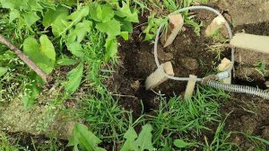 Фотоловушка видео кабан.