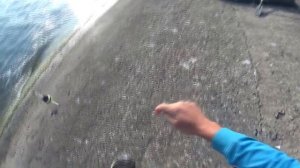 ТОЛСТОЛОБ на РЕЗИНКУ ( ПОПЛАВОК ), ДОМАШНИЙ ТЕХНОПЛАНКТОН