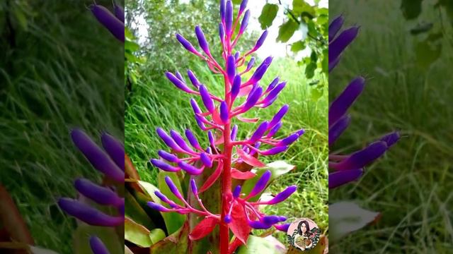 Bromeliads únicas en belleza de variedad y color #plantas #plantslovers #bromeliads #garden смотреть онлайн