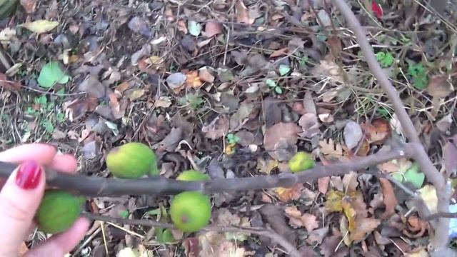 ИНЖИР (Fícus cárica, Fig tree). Осеннее прищипывание для получения урожая.