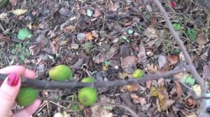 ИНЖИР (Fícus cárica, Fig tree). Осеннее прищипывание для получения урожая.