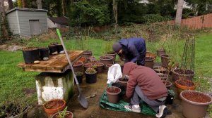 How to propagate a plant by dividing a root ball